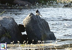 Bachstelze (White Wagtail, Motacilla alba)