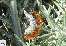 Raupe des Baetica-Bärenspinners (Woolly Bear, Ocnogyna baetica)