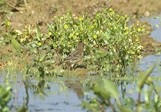 Bergpieper (Water Pipit, Anthus spinoletta)