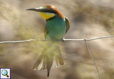 Bienenfresser (European Bee-eater, Merops apiaster)