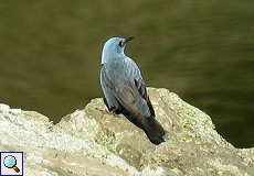 Männliche Blaumerle (Blue Rock-thrush, Monticola solitarius)