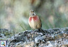 Männlicher Bluthänfling (Linnet, Carduelis cannabina)