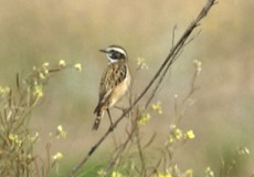 Weibliches Braunkehlchen (Whinchat, Saxicola rubetra)