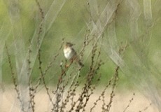 Cistensänger (Zitting Cisticola, Cisticola juncidis)