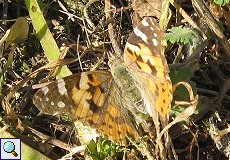 Distelfalter (Painted Lady, Vanessa cardui)