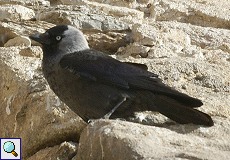 Dohle (Jackdaw, Corvus monedula)