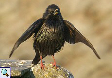 Einfarbstar (Spottless Starling, Sturnus unicolor)