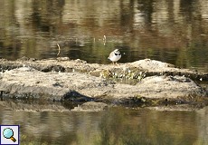 Flussregenpfeifer (Little Ringed Plover, Charadrius dubius)