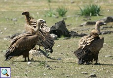Gänsegeier (Griffon Vulture, Gyps fulvus)
