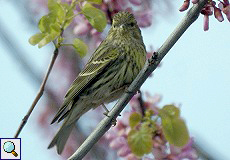 Girlitz (European Serin, Serinus serinus)