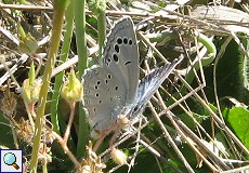 Glaucopsyche melanops (kein deutscher Name, Black-eyed Blue)