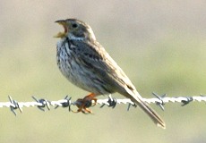 Grauammer (Corn Bunting, Emberiza calandra)