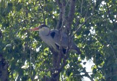 Graureiher (Grey Heron, Ardea cinerea cinerea)