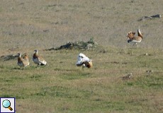 Großtrappe (Great Bustard, Ortis tarda)