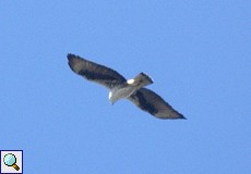 Habichtsadler (Bonelli's Eagle, Hieraaetus fasciatus)