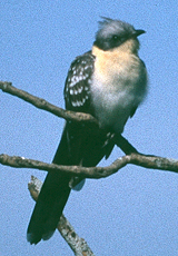 Häherkuckuck (Great Spotted Cuckoo, Clamator glandarius)