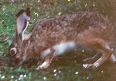 Iberischer Hase (Iberian Hare, Lepus granatensis)