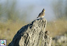 Haubenlerche (Crested Lark, Galerida cristata)