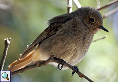 Weiblicher Hausrotschwanz (Black Redstart, Phoenicurus ochruros)