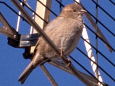 Weiblicher Haussperling (House Sparrow, Passer domesticus)