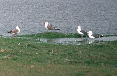 Heringsmöwe (Lesser Black-backed Gull, Larus fuscus)