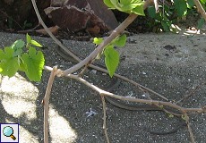 Hufeisennatter (Horseshoe Whip Snake, Hemorrhois hippocrepis)