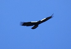 Spanischer Kaiseradler (Spanish Imperial Eagle, Aquila adalberti)