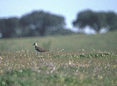 Kiebitz (Northern Lapwing, Vanellus vanellus)