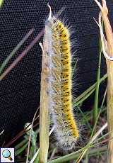 Raupe des Kleespinners (Grass Eggar, Lasiocampa trifolii)