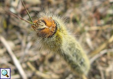 Raupe des Kleespinners (Grass Eggar, Lasiocampa trifolii)