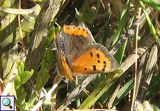 Kleiner Feuerfalter (Small Copper, Lycaena phlaeas)