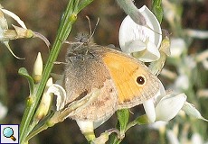 Kleines Wiesenvögelchen (Small Heath, Coenonympha pamphilus)