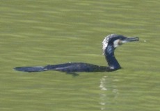 Kormoran (Great Cormorant, Phalacrocorax carbo carbo)