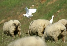 Kuhreiher (Cattle Egret, Bubulcus ibis)