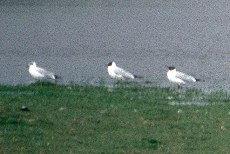 Lachmöwe (Common Black-headed Gull, Chroicocephalus ridibundus)