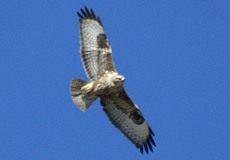 Mäusebussard (Common Buzzard, Buteo buteo)