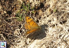 Mauerfuchs (Wall Brown, Lasiommata megera)