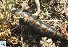 Ölkäfer (Oil Beetle, Berberomeloe majalis)