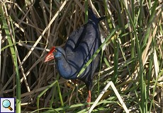 Purpurhuhn (Purple Swamphen, Porphyrio porphyrio)