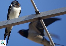 Rauchschwalbe (Barn Swallow, Hirundo rustica rustica)