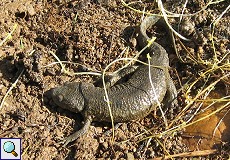 Spanischer Rippenmolch (Iberian ribbed Newt, Pleurodeles waltl)
