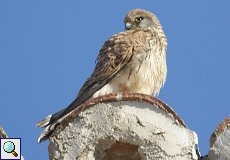 Weiblicher Rötelfalke (Lesser Kestrel, Falco naumanni)