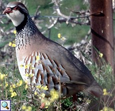 Rothuhn (Red-legged Partridge, Alectoris rufa)