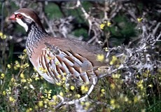 Rothuhn (Red-legged Partridge, Alectoris rufa)