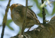 Rotkehlchen (European Robin, Erithacus rubecula)