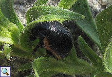 Rotsaum-Blattkäfer (Toadflax Leaf Beetle, Chrysolina sanguinolenta)