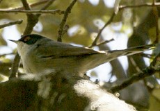 Männliche Samtkopf-Grasmücke (Sardinian Warbler, Sylvia melanocephala melanocephala)