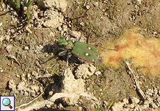 Feld-Sandlaufkäfer (Green Tiger Beetle, Cicindela campestris)