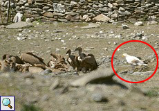 Schmutzgeier (Egyptian vulture, Neophron percnopterus)
