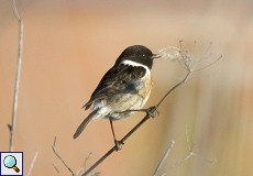 Männliches Schwarzkehlchen (European Stonechat, Saxicola rubicola)